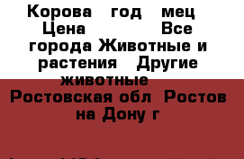 Корова 1 год 4 мец › Цена ­ 27 000 - Все города Животные и растения » Другие животные   . Ростовская обл.,Ростов-на-Дону г.